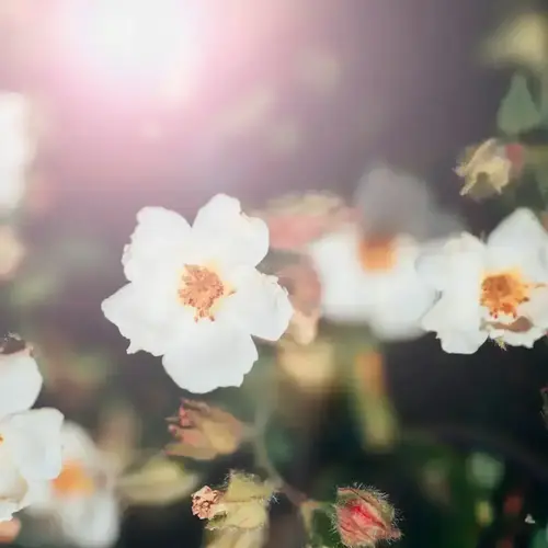 Sérum Anti-Âge Bio - Beauté Éternelle 25 ml