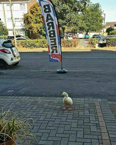 Come and say 'Hello'to Mabel our in-house 'feather cut' specialist🤣 🪿