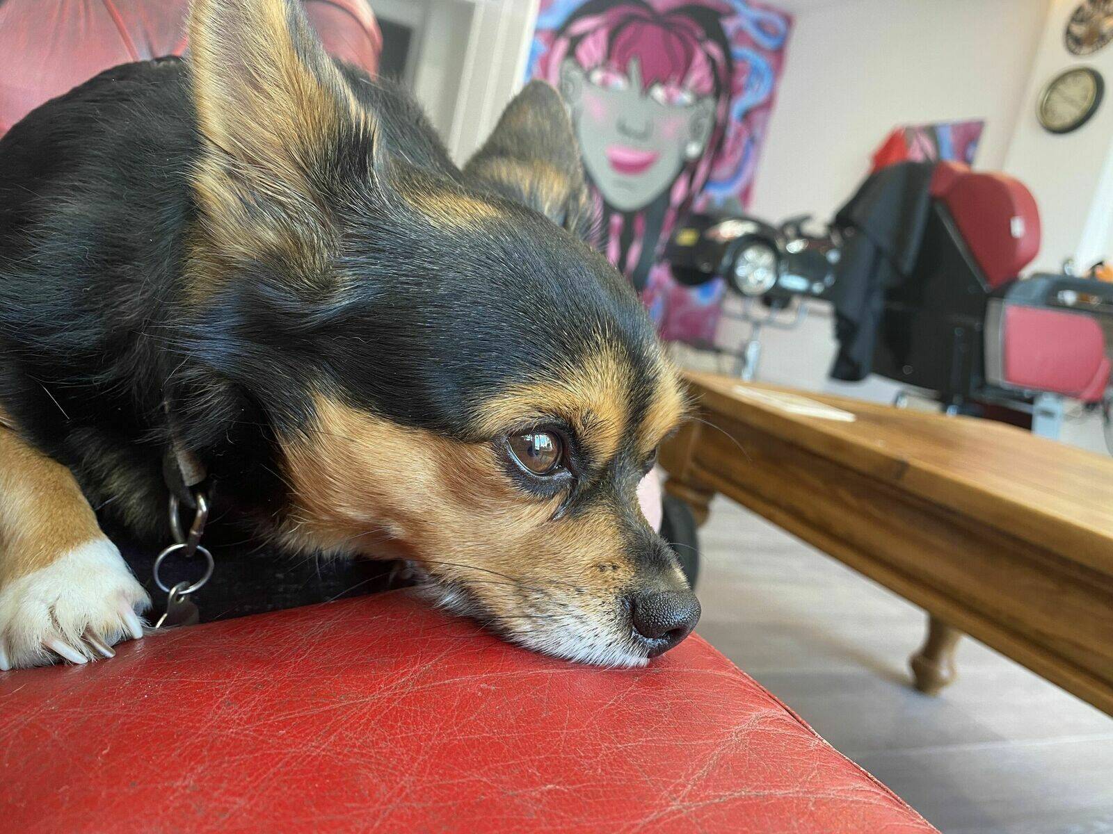 Pumpkin the barber dog