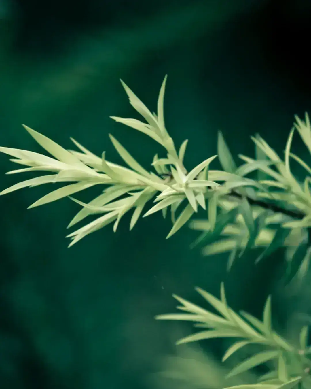 Sérum Anti Acné 25 ml