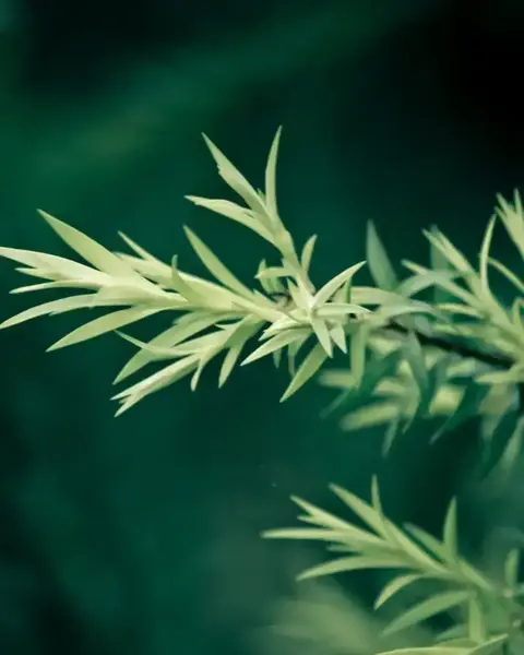 Sérum Anti Acné 25 ml