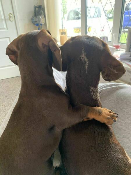 We have two in-house dachshunds that come to the salon with Rebecca. They have big barks but are very friendly.