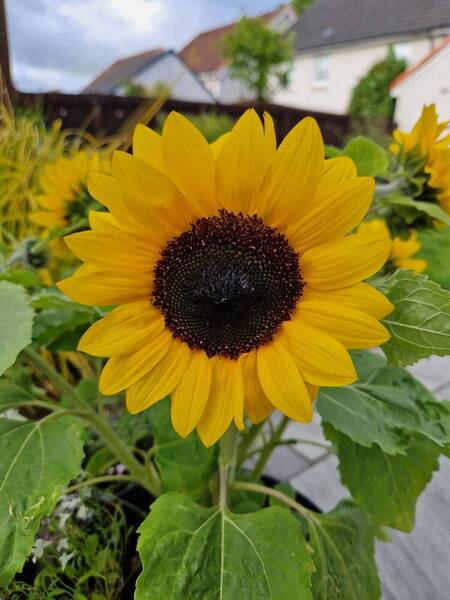 Dragonfly Headquarters 