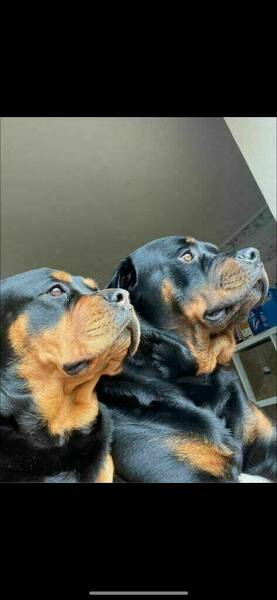 Ballymena Dog daycare - Monday to Friday