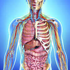 Level 4 anatomy and physiology online 