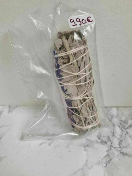 Purple daze Sauge 10 cm 