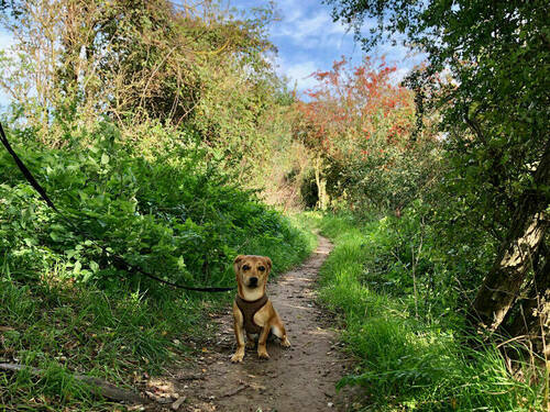 Charlie walk 10/6/22