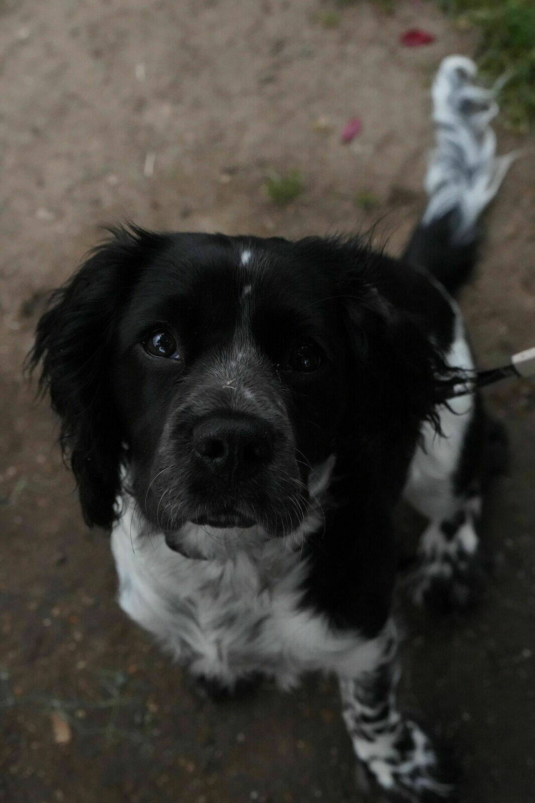 Maisie - Our lovely Canine Companion 