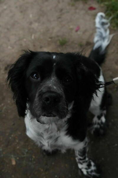 Maisie - Our lovely Canine Companion 