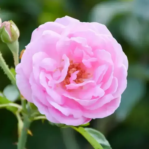 Eau florale de Rose de Damas Bio 100 ml